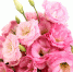 b_300_200_16777215_00_images_Bouquets_Eustoma_Pink_476760.jpg - Нотариальная палата