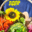 img - ЛДПР