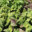 Бутень золотистый Chaerophyllum aureum - NatPress