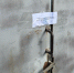 В Майкопе предпринимателя наказали за нарушение правил карантина животных - Газета Майкопские новости